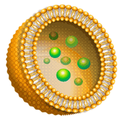 liposomes liposomes