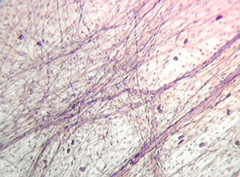 loose connective tissue loose connective tissue