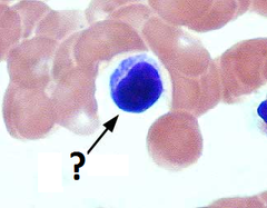 lymphocytes lymphocytes