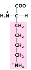 Lysine Lysine