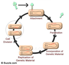 lysogenic cycle lysogenic cycle