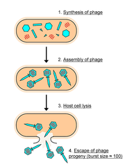 lytic cycle lytic cycle