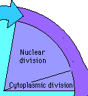 M phase M phase