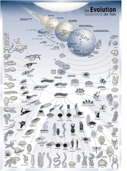 macroevolution macroevolution