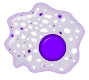 macrophages macrophages