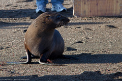 Mammal Mammal