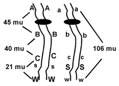 map units map units