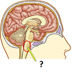 medulla oblongata medulla oblongata