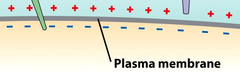 membrane potential membrane potential