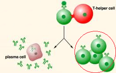 memory cells memory cells