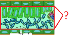 mesophyll mesophyll