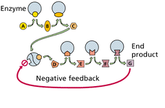 metabolic pathway metabolic pathway