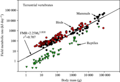 metabolic rate metabolic rate