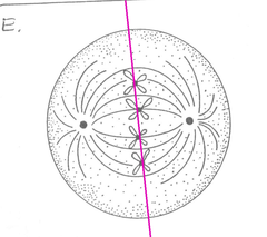 metaphase plate metaphase plate