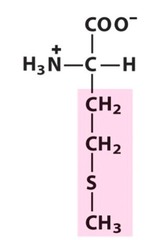 Methionine Methionine