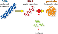 micro-RNA (miRNA) micro-RNA (miRNA)