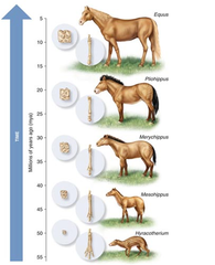 microevolution microevolution