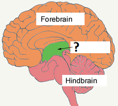 midbrain midbrain