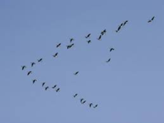 migration migration