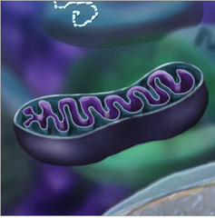 mitochondria mitochondria