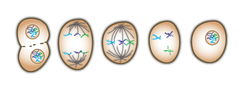 mitosis mitosis