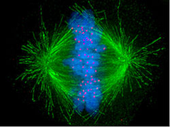 mitotic spindle mitotic spindle