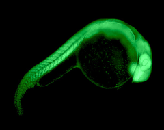 morphogenesis morphogenesis