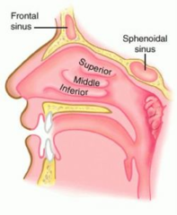 mucous membrane mucous membrane