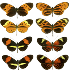 Müllerian mimicry Müllerian mimicry