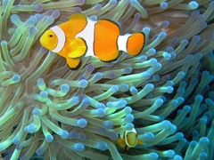 mutualism mutualism