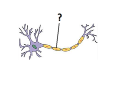 myelin sheath myelin sheath