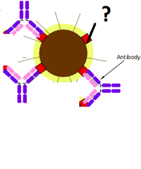 natural killer (NK) cells natural killer (NK) cells