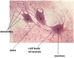 nervous tissue nervous tissue
