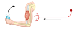 neuron neuron