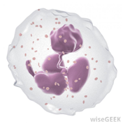 neutrophils neutrophils