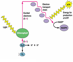 noncyclic photophosphorolation noncyclic photophosphorolation