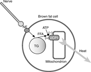 nonshivering thermogenesis (NST) nonshivering thermogenesis (NST)