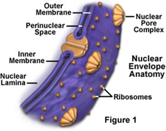 nuclear envelope nuclear envelope