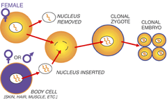 nuclear transplantation nuclear transplantation