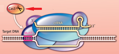 nuclease nuclease