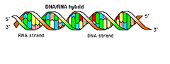 nucleic acid hybridization nucleic acid hybridization