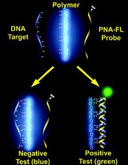 nucleic acid probe nucleic acid probe