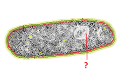 nucleoid nucleoid