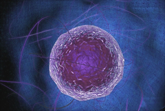 nucleolus nucleolus