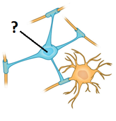 oligodendrocytes oligodendrocytes