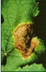 oligosaccharins oligosaccharins
