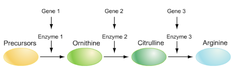 one gene-one polypeptide hypothesis one gene-one polypeptide hypothesis
