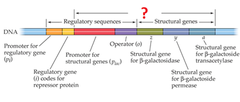 operon operon