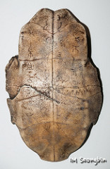 oracle bones oracle bones