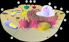 organelles organelles